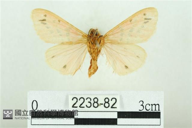 三條橙燈蛾藏品圖，第2張