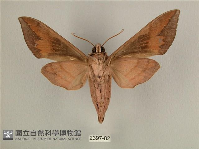 背中白天蛾藏品圖，第2張