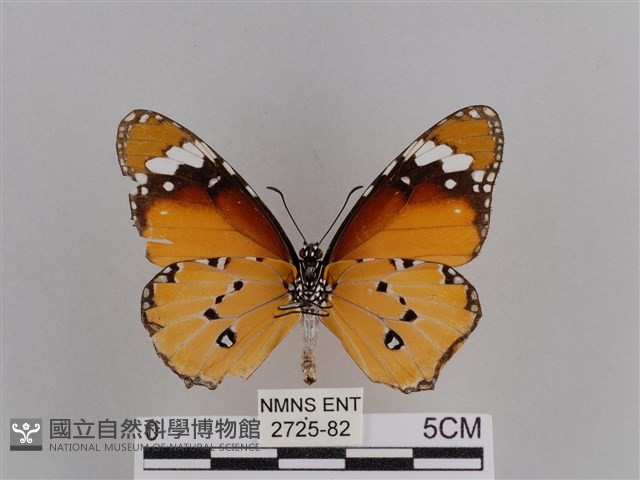 樺斑蝶藏品圖，第2張