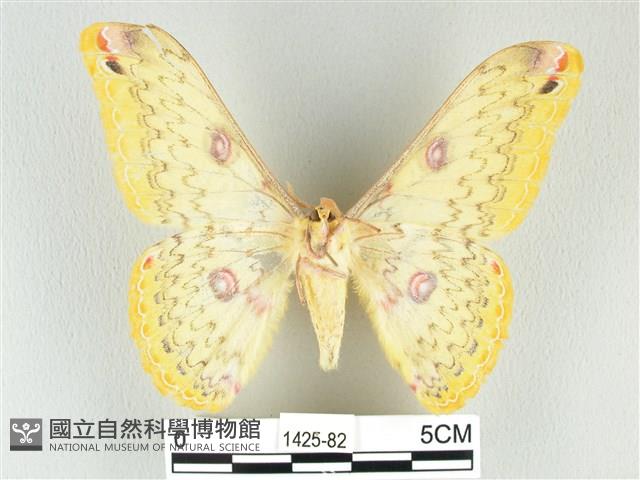 黃豹天蠶蛾藏品圖，第2張
