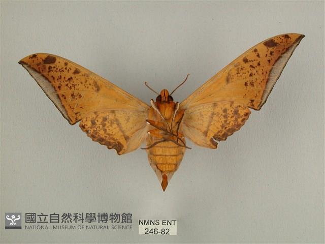 臺灣鷹翅天蛾藏品圖，第2張