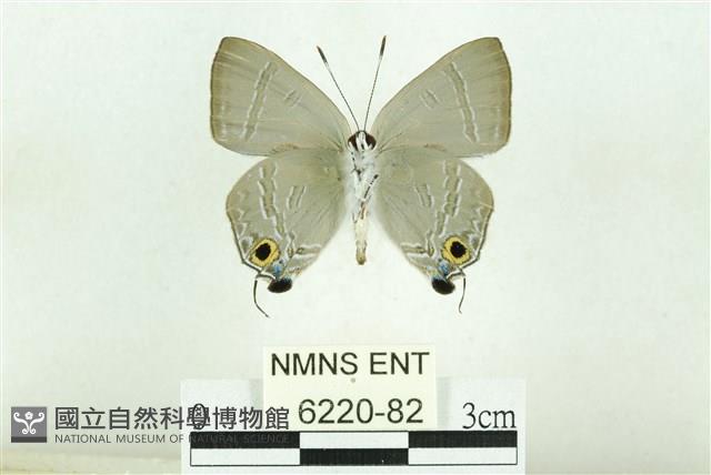 淡黑玳灰蝶藏品圖，第2張