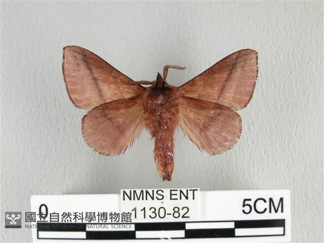 川邊氏枯葉蛾藏品圖，第2張