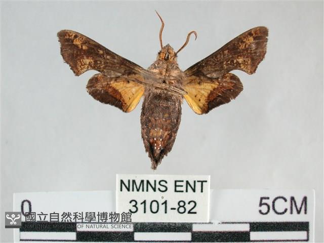 三角凹緣天蛾藏品圖，第2張