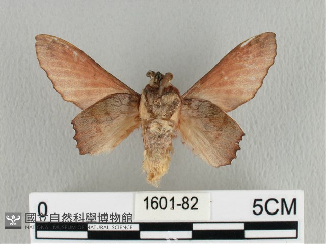 臺灣枯葉蛾藏品圖，第2張