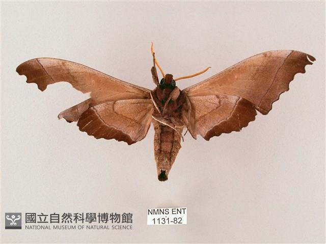 齒翅三線天蛾藏品圖，第2張