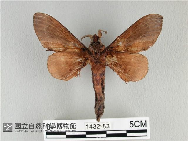 大褐斑枯葉蛾藏品圖，第2張