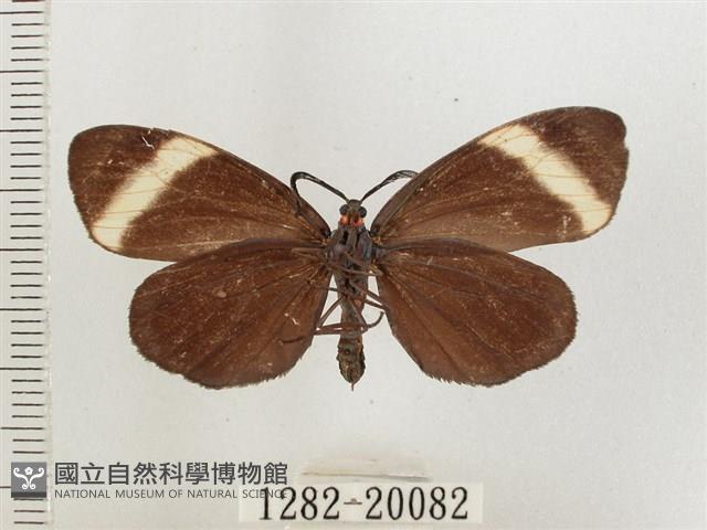 茶帶螢斑蛾藏品圖，第2張