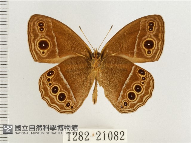淺色眉眼蝶藏品圖，第2張