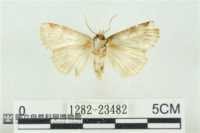 連珠波紋蛾藏品圖，第2張