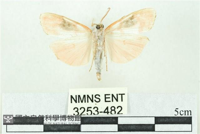 臺雪苔蛾藏品圖，第2張