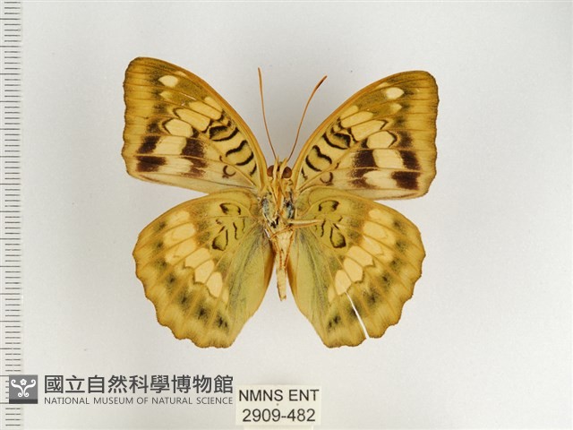 甲仙翠蛺蝶藏品圖，第2張