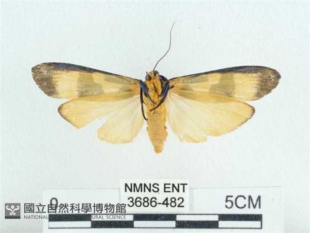 閃光苔蛾藏品圖，第2張