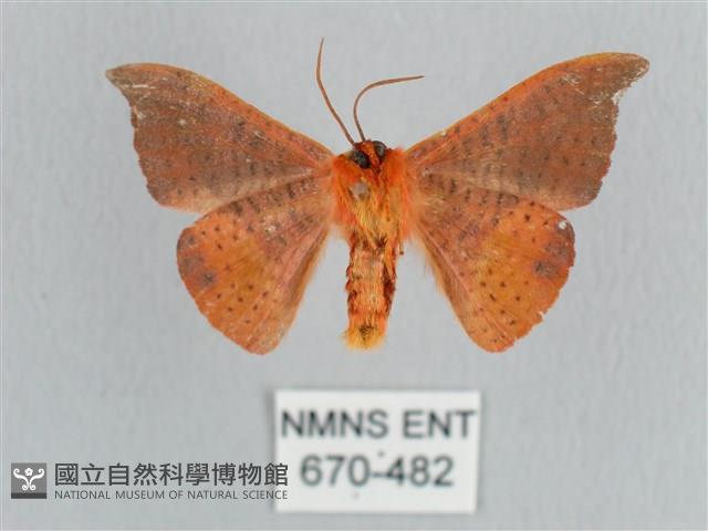 銀端帶鉤蛾藏品圖，第2張