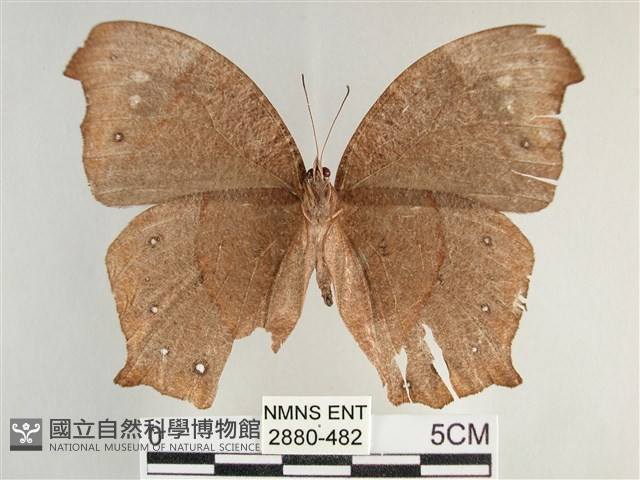森林暮眼蝶、黑樹蔭蝶藏品圖，第2張