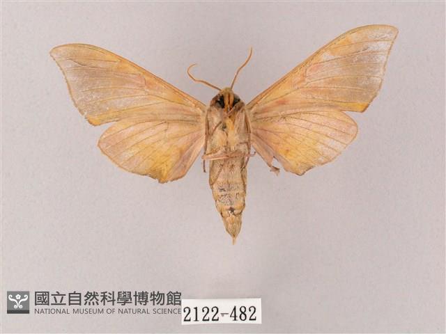 榆綠天蛾藏品圖，第2張