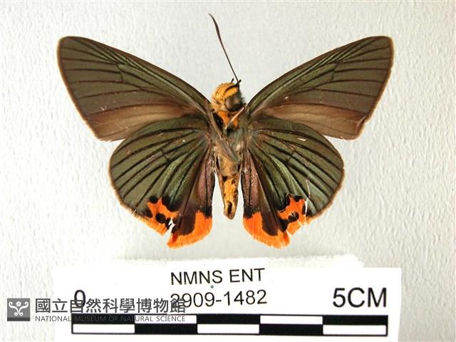 綠弄蝶藏品圖，第2張