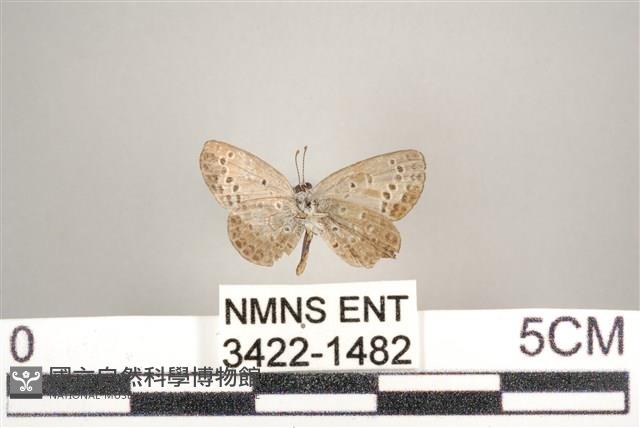 藍灰蝶沖繩亞種藏品圖，第2張