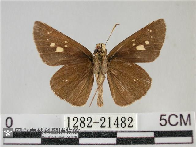 黃紋孔弄蝶藏品圖，第2張