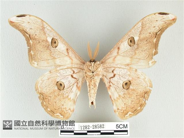 大綠目天蠶蛾藏品圖，第2張