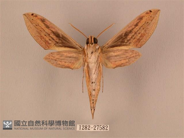 棕綠背線天蛾藏品圖，第2張