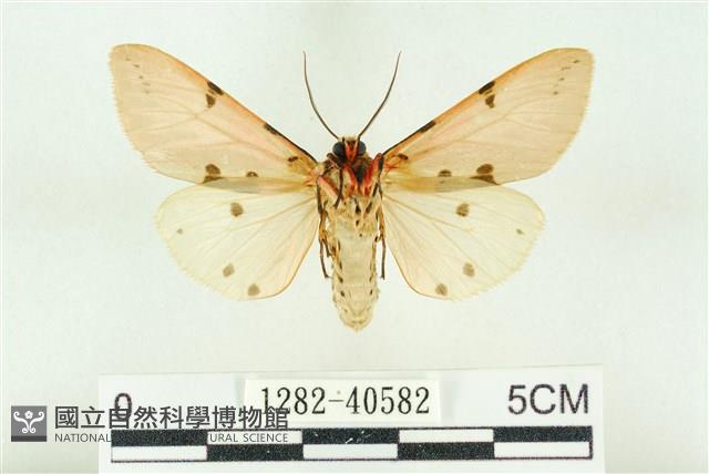 棍棒污燈蛾藏品圖，第2張