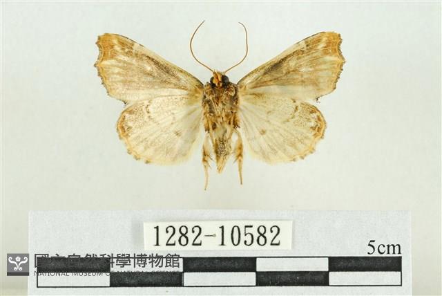 紅暈散紋夜蛾藏品圖，第2張