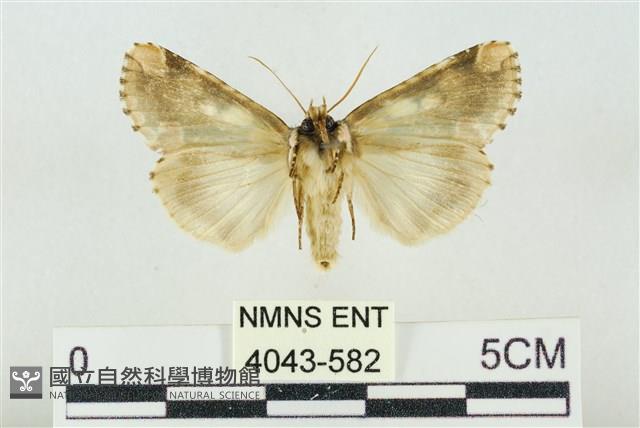 連珠波紋蛾藏品圖，第2張