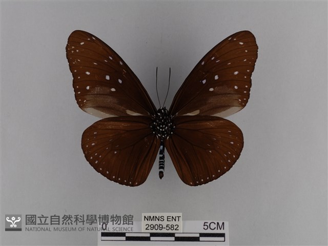 異紋紫斑蝶藏品圖，第2張