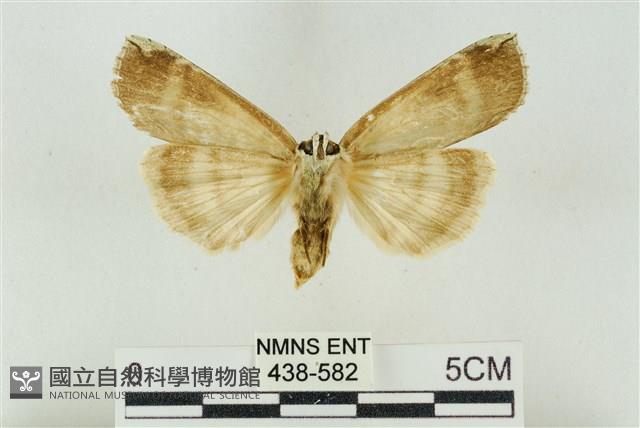 臺洒波紋蛾藏品圖，第2張