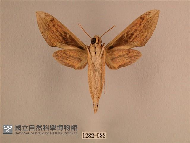 背線天蛾藏品圖，第2張