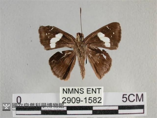 曲紋袖弄蝶藏品圖，第2張