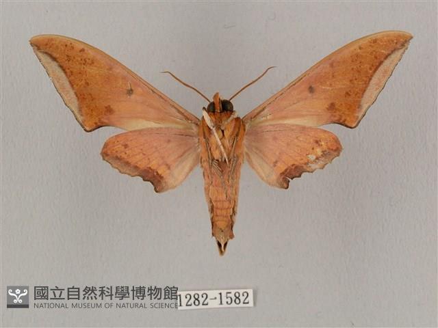 廣東鷹翅天蛾藏品圖，第2張