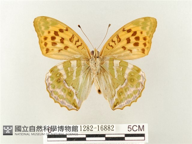 綠豹蛺蝶藏品圖，第2張