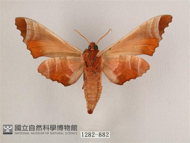 黑角六點天蛾藏品圖，第2張