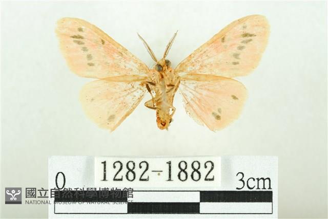 三條橙燈蛾藏品圖，第2張