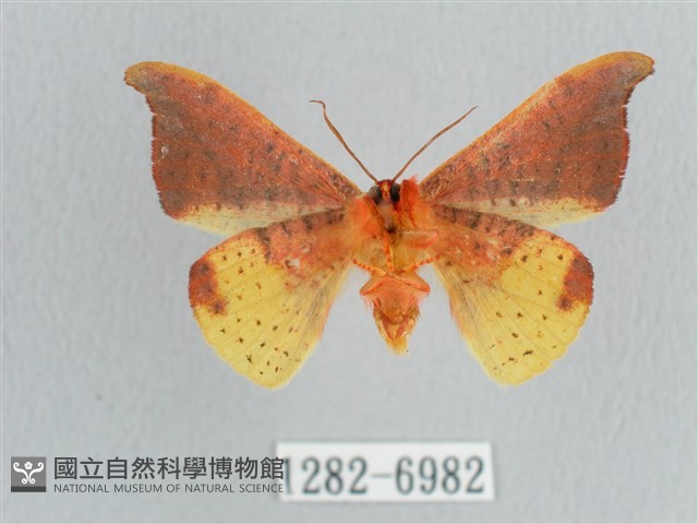 銀端帶鉤蛾藏品圖，第2張