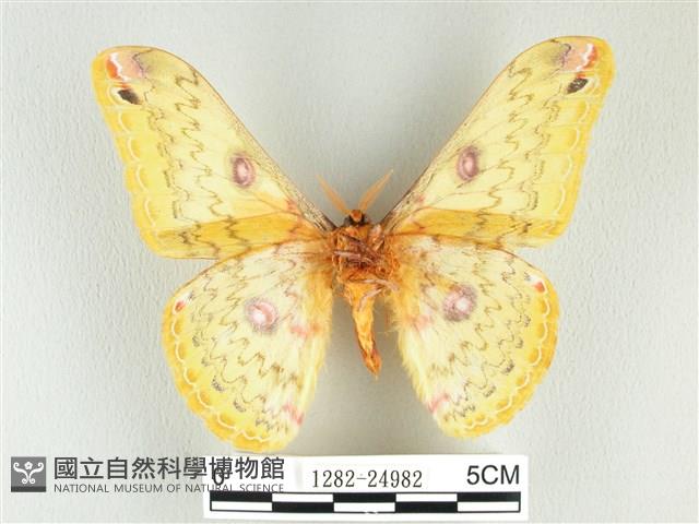 黃豹天蠶蛾藏品圖，第2張