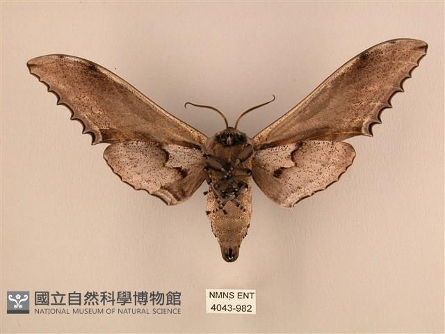 臺灣鋸翅天蛾藏品圖，第2張