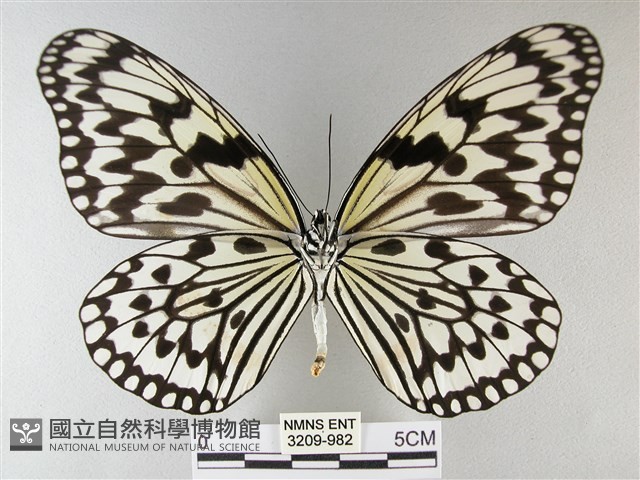 大白斑蝶藏品圖，第2張