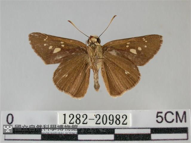 黃紋孔弄蝶藏品圖，第2張