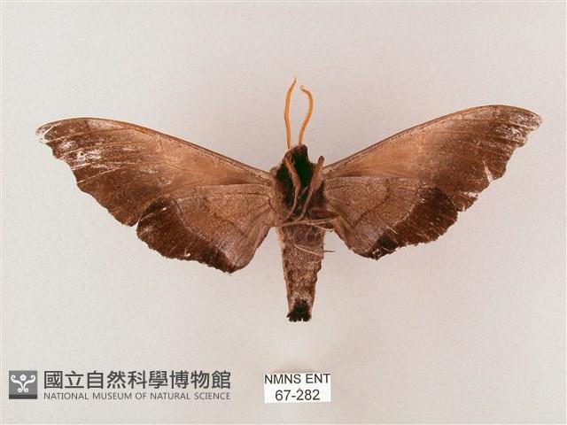 齒翅三線天蛾藏品圖，第2張