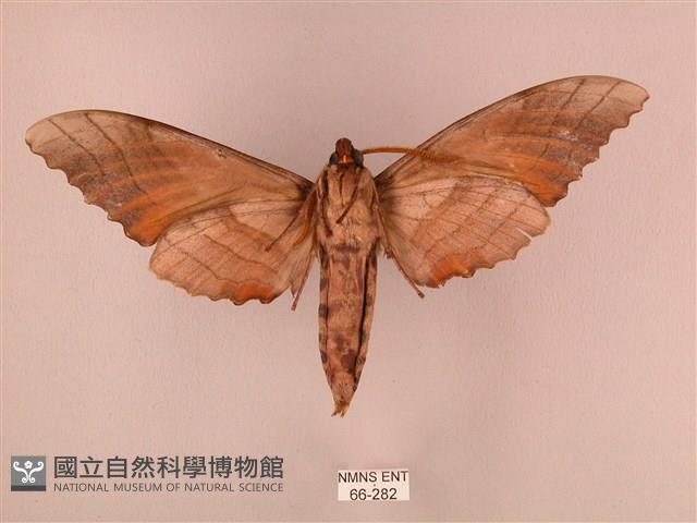 栗六點天蛾藏品圖，第2張