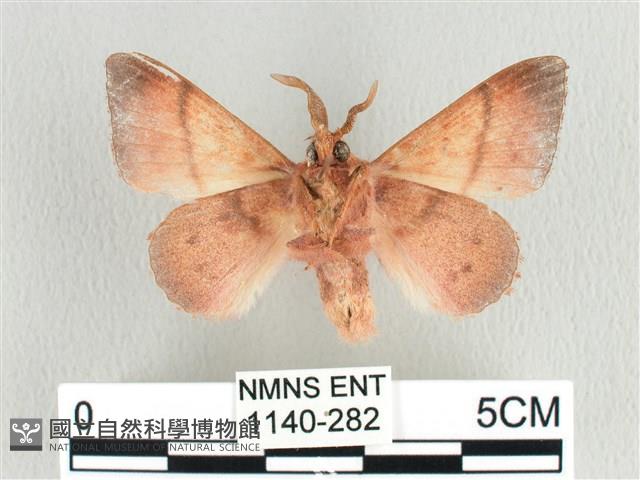 臺灣蘋毛蟲藏品圖，第2張