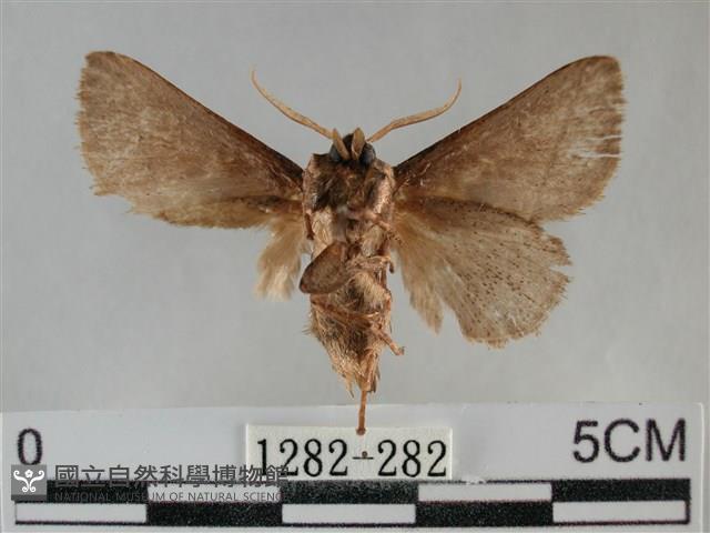 扁刺蛾藏品圖，第2張