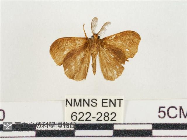 小白紋毒蛾藏品圖，第2張