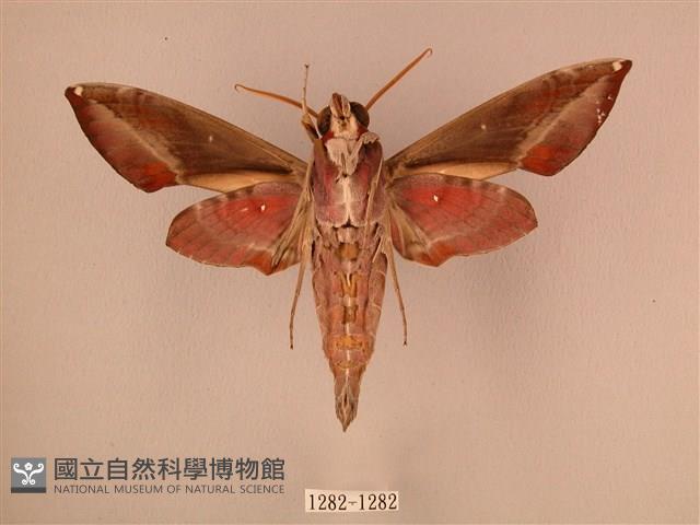 暗綠白腰天蛾藏品圖，第2張