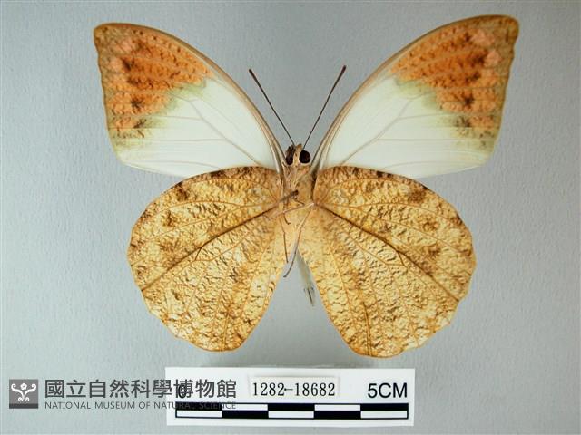 橙端粉蝶、端紅蝶藏品圖，第2張