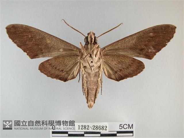 霜天蛾藏品圖，第2張