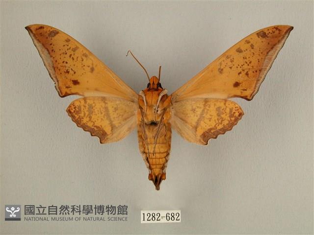 臺灣鷹翅天蛾藏品圖，第2張